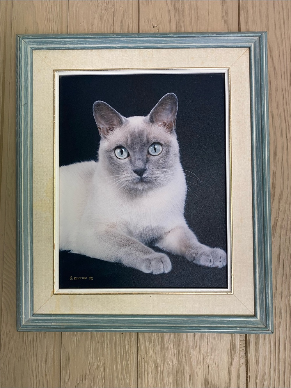 Vintage Framed Siamese Cat Portrait Wall Art